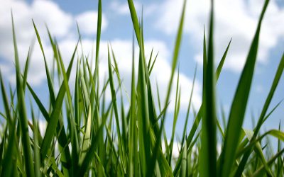 Non à la privatisation du vivant !