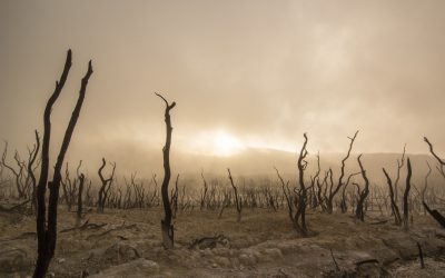 Davos: sommet de l&rsquo;élite destructrice, « à l&rsquo;écoute » d&rsquo;une génération climat qu&rsquo;elle enterre.